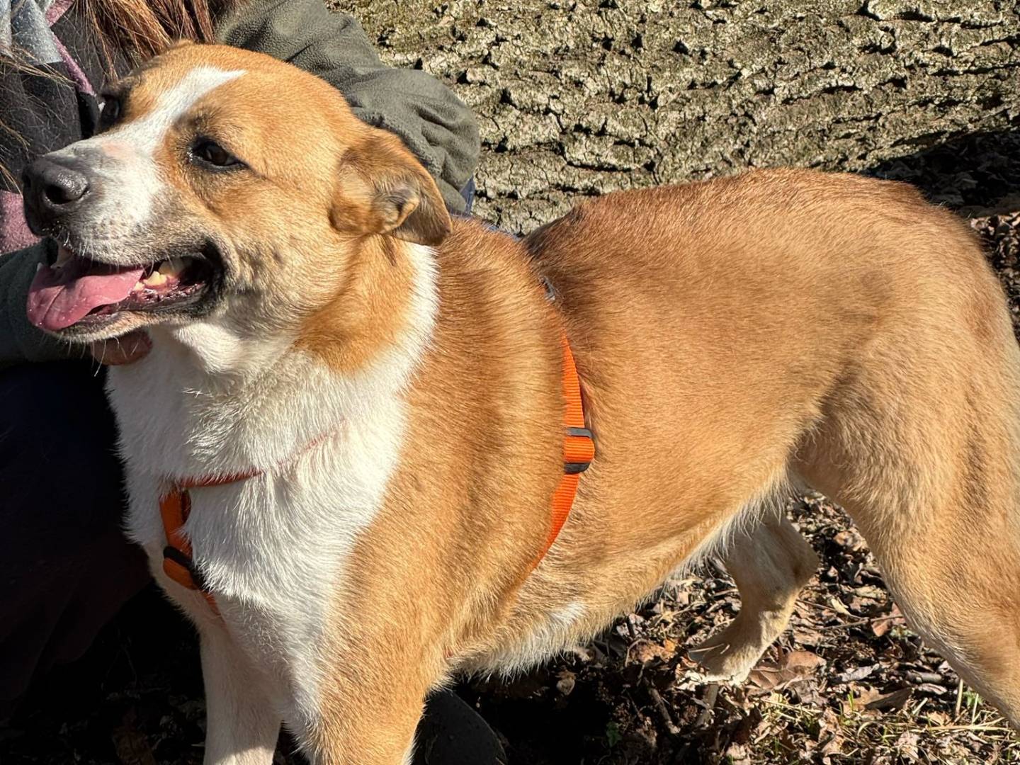 Vuoi adottare un cane a Milano?