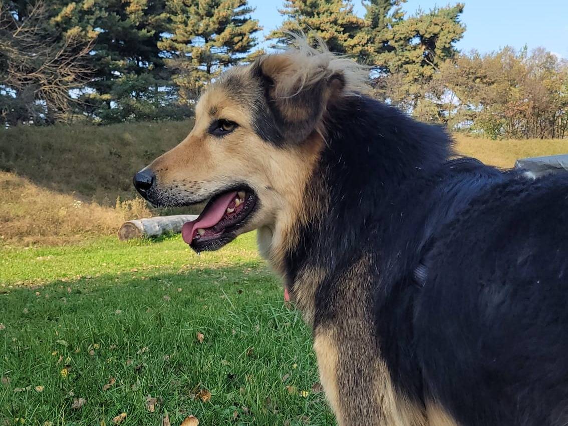 Vuoi adottare un cane a Milano?