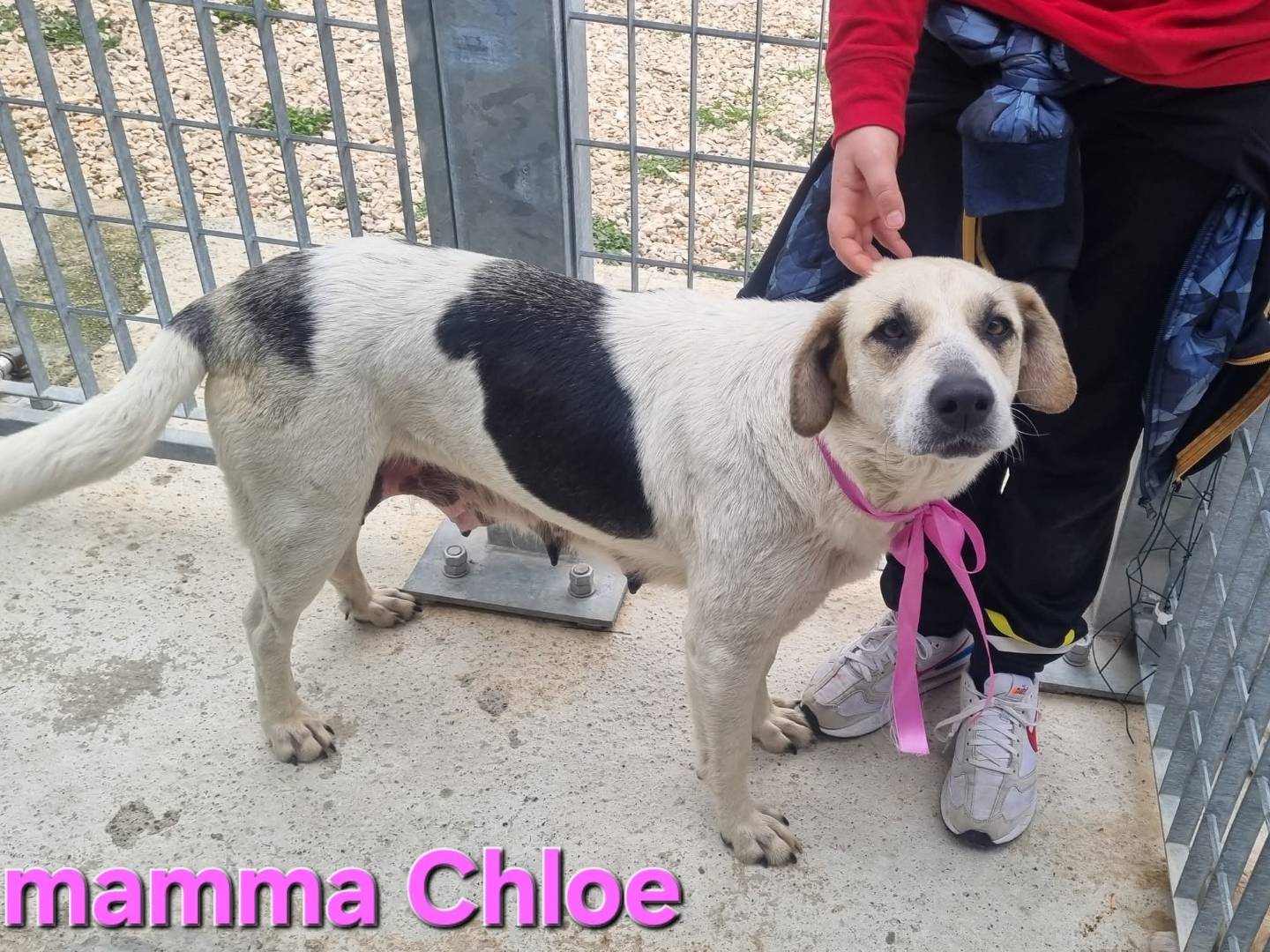 Adozione cane, femmina, Razza sconosciuta Razza sconosciuta, 5 anni e 1 mese, taglia media, Taranto
