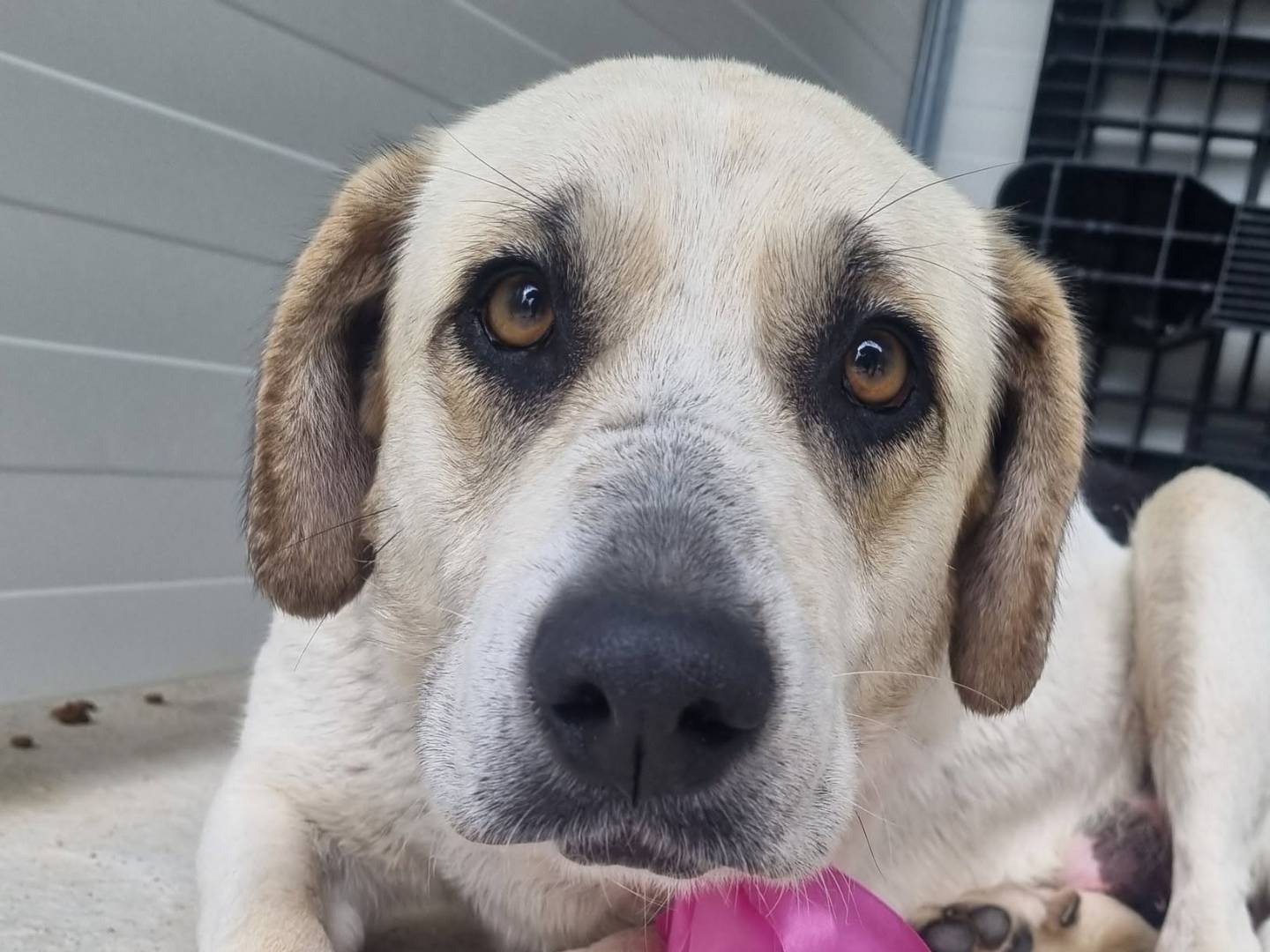 Adotta un cane, femmina, 5 anni e 1 mese, Taranto