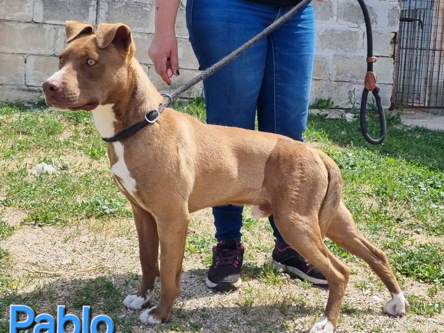 Adotta un cane, maschio, 3 anni e 1 mese, Taranto