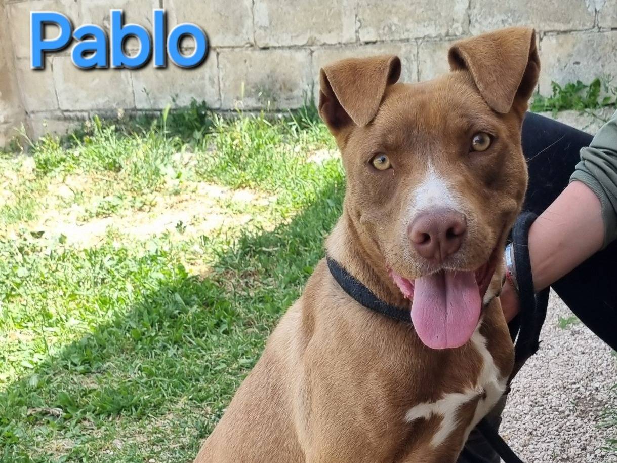 Adotta un cane, taglia media, maschio, Taranto