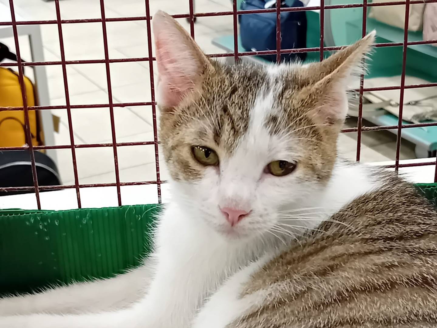 Adozione gatto, femmina, Razza sconosciuta Razza sconosciuta, 10 mesi, taglia non valida, Parma