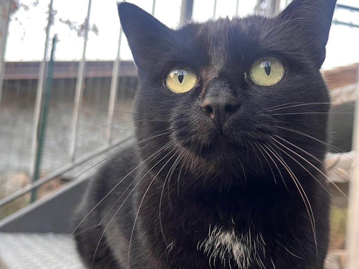 Vuoi adottare un gatto a Brescia?