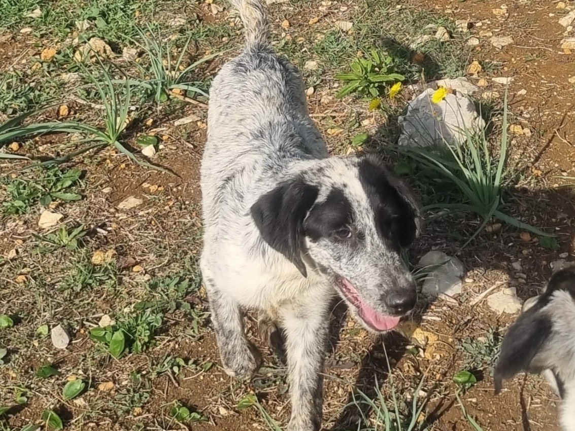 Adozione cane, maschio, Razza sconosciuta Setter Inglese, 7 mesi, taglia media contenuta, Latina
