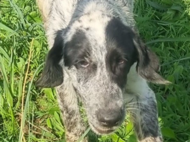 Adotta un cane, maschio, 7 mesi, Latina