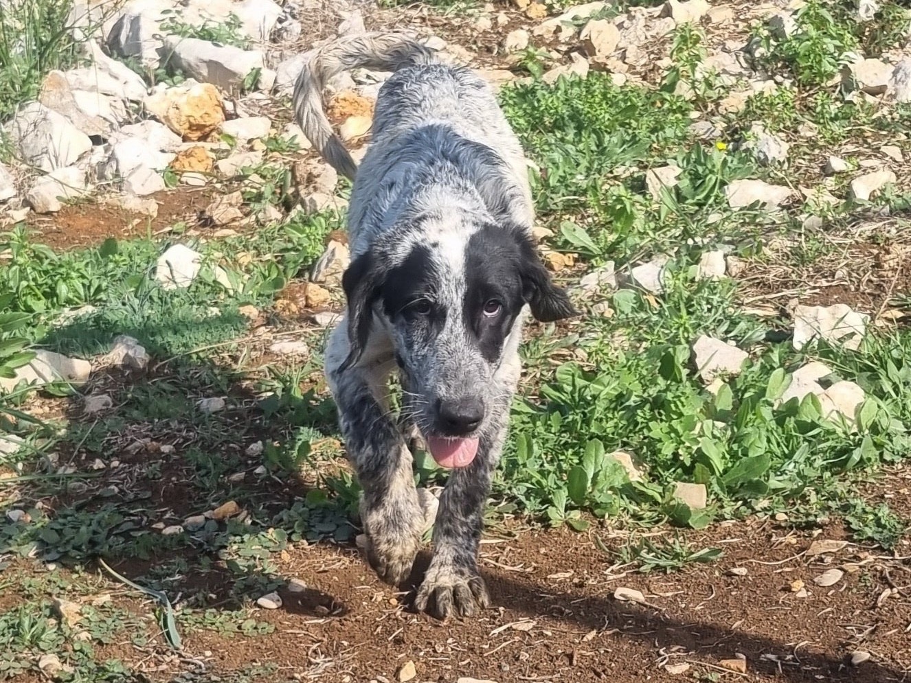 Adotta un cane, taglia media contenuta, maschio, Latina