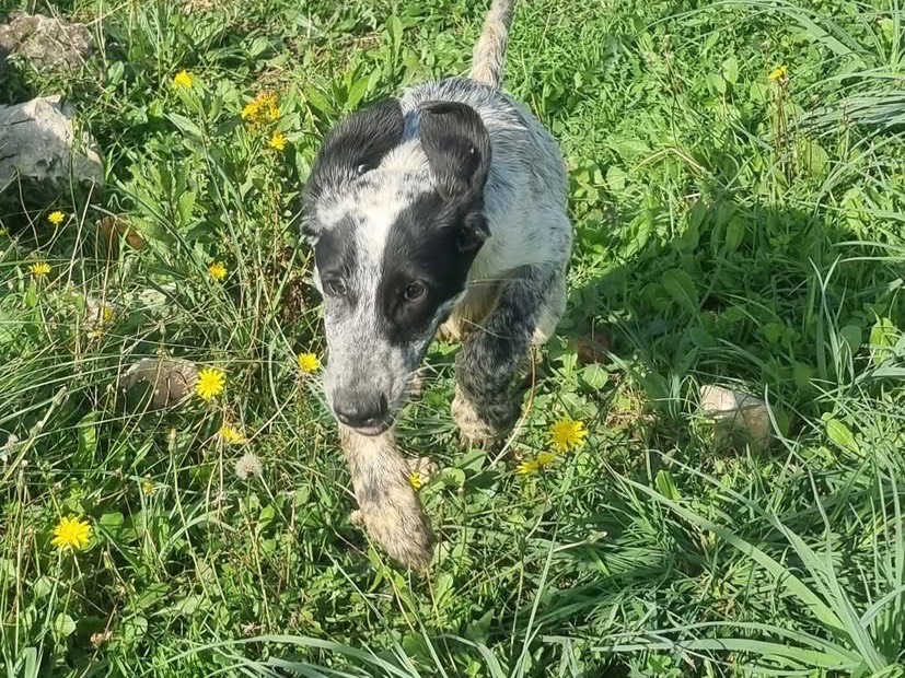 Vuoi adottare un cane a Latina?