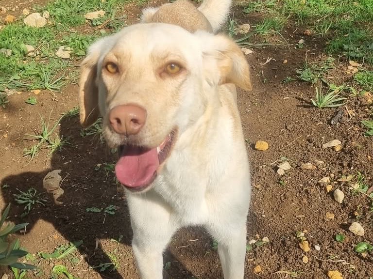 Adotta un cane, taglia media contenuta, femmina, Latina