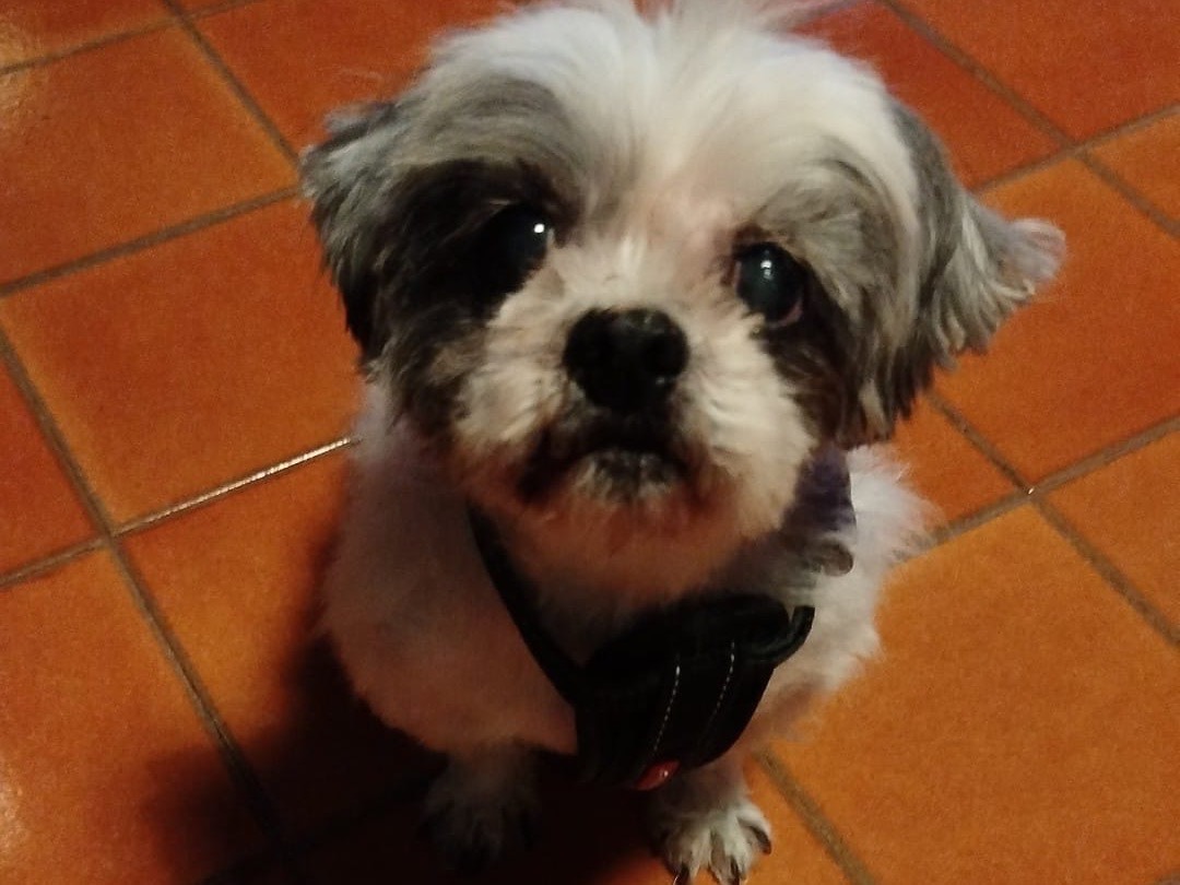 Adozione cane, maschio, Razza sconosciuta Razza sconosciuta, 9 anni e 8 mesi, taglia piccola, Piacenza