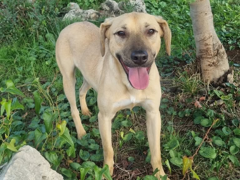 Adozione cane, maschio, Razza sconosciuta Razza sconosciuta, 1 anno e 3 mesi, taglia media contenuta, Latina