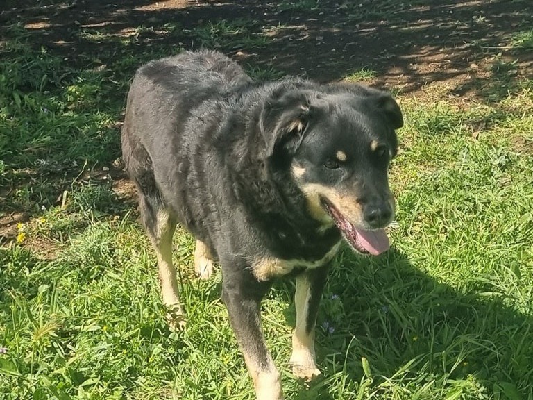 Adozione cane, maschio, Razza sconosciuta Razza sconosciuta, 14 anni e 1 mese, taglia media contenuta, Latina