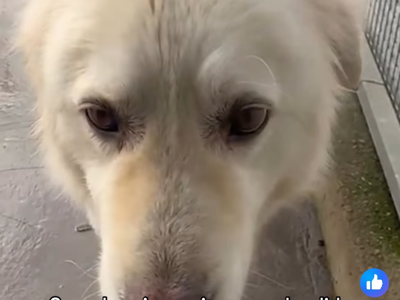 Adotta un cane, taglia grande, femmina, Latina