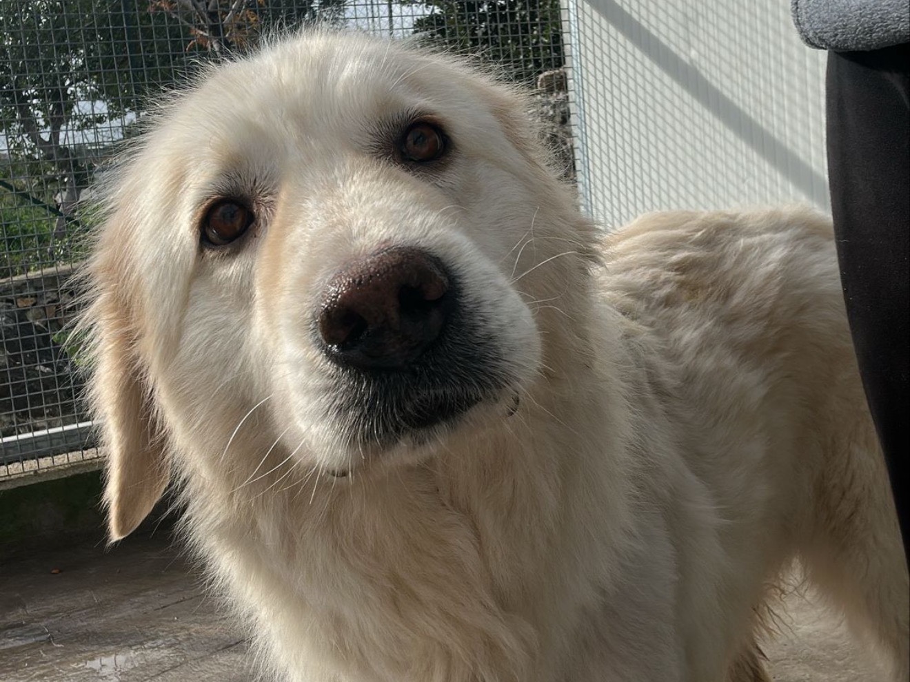 Vuoi adottare un cane a Latina?