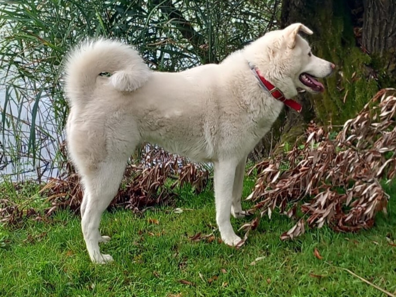 Adotta un cane, femmina, 1 anno e 11 mesi, Varese