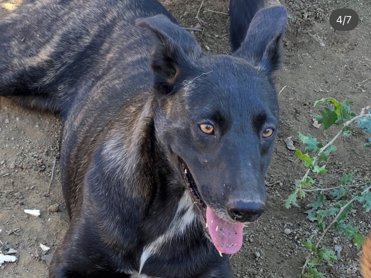 Vuoi adottare un cane a Viterbo?