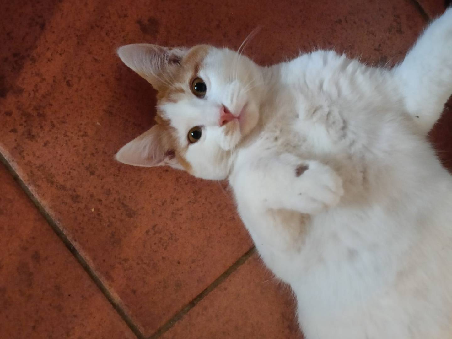 Adotta un gatto, taglia non valida, maschio, Brescia