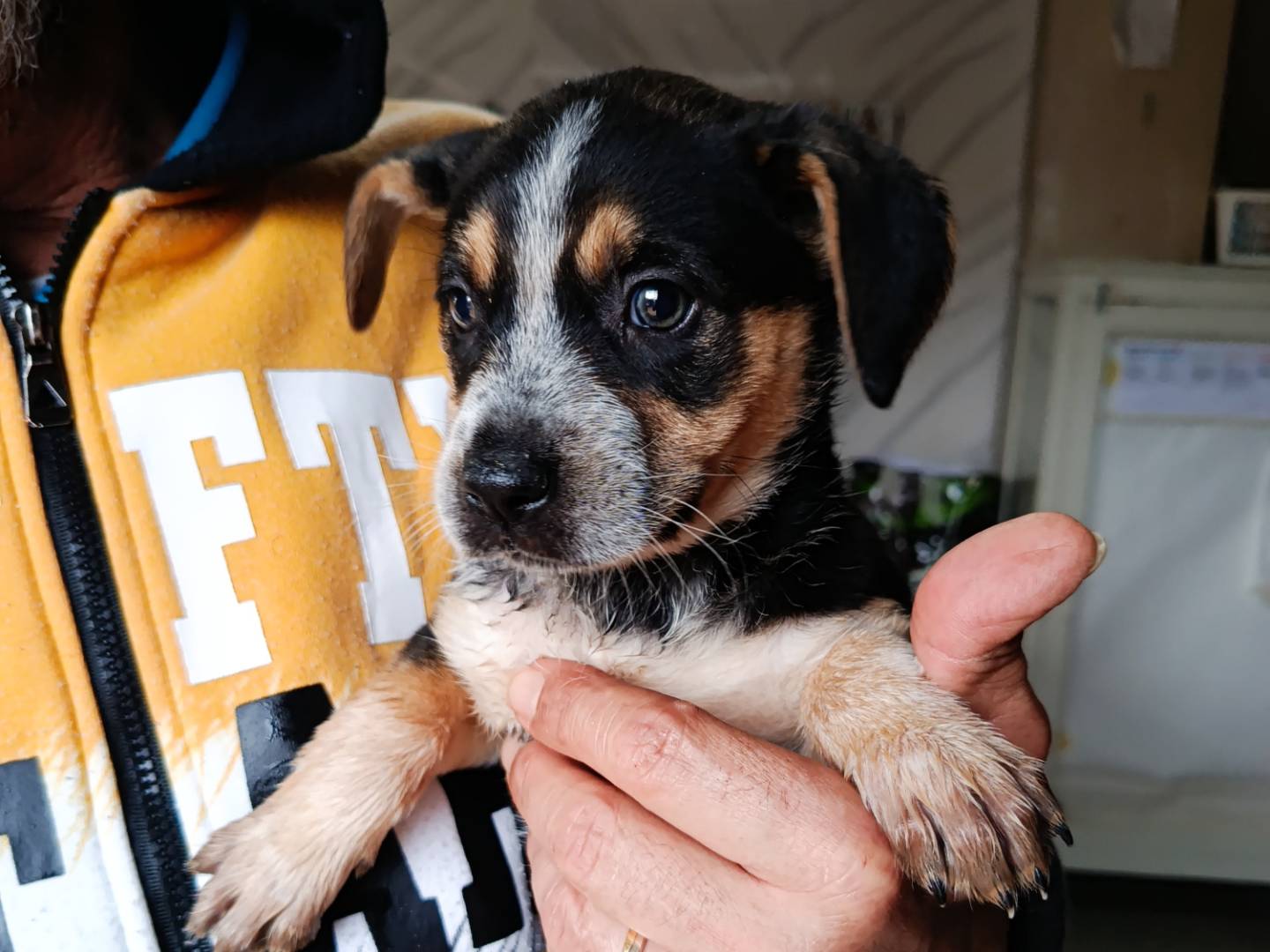 Adotta un cane, femmina, 2 mesi, Trapani
