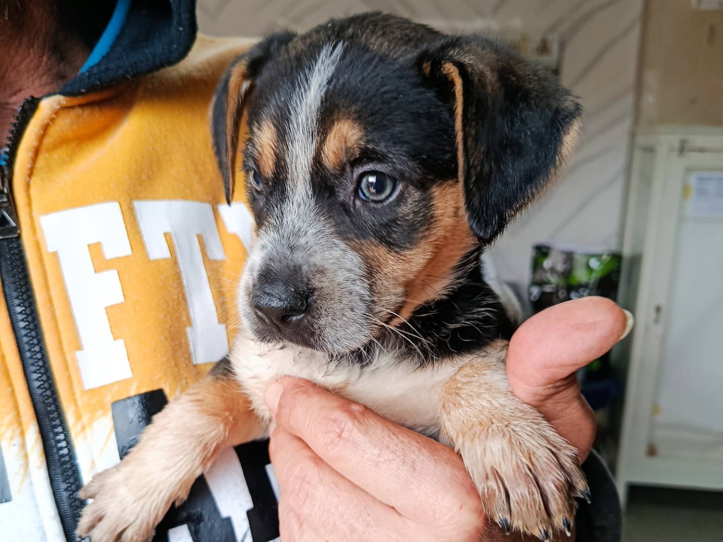 Vuoi adottare un cane a Trapani?