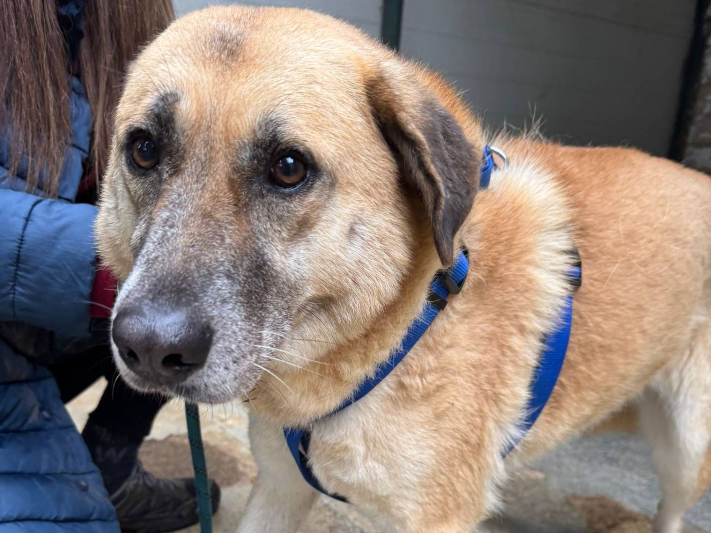 Vuoi adottare un cane a Milano?