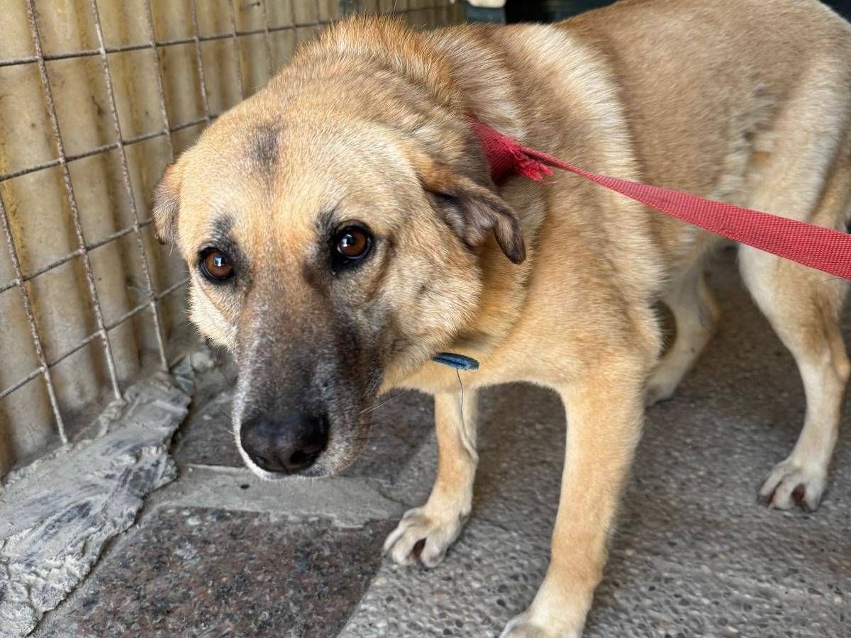Adotta il cane RAJA a Milano