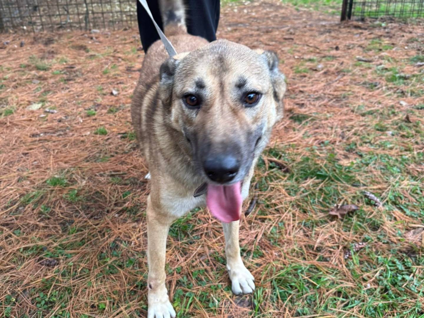Adozione cane, maschio, Razza sconosciuta Razza sconosciuta, 4 anni e 3 mesi, taglia media, Milano
