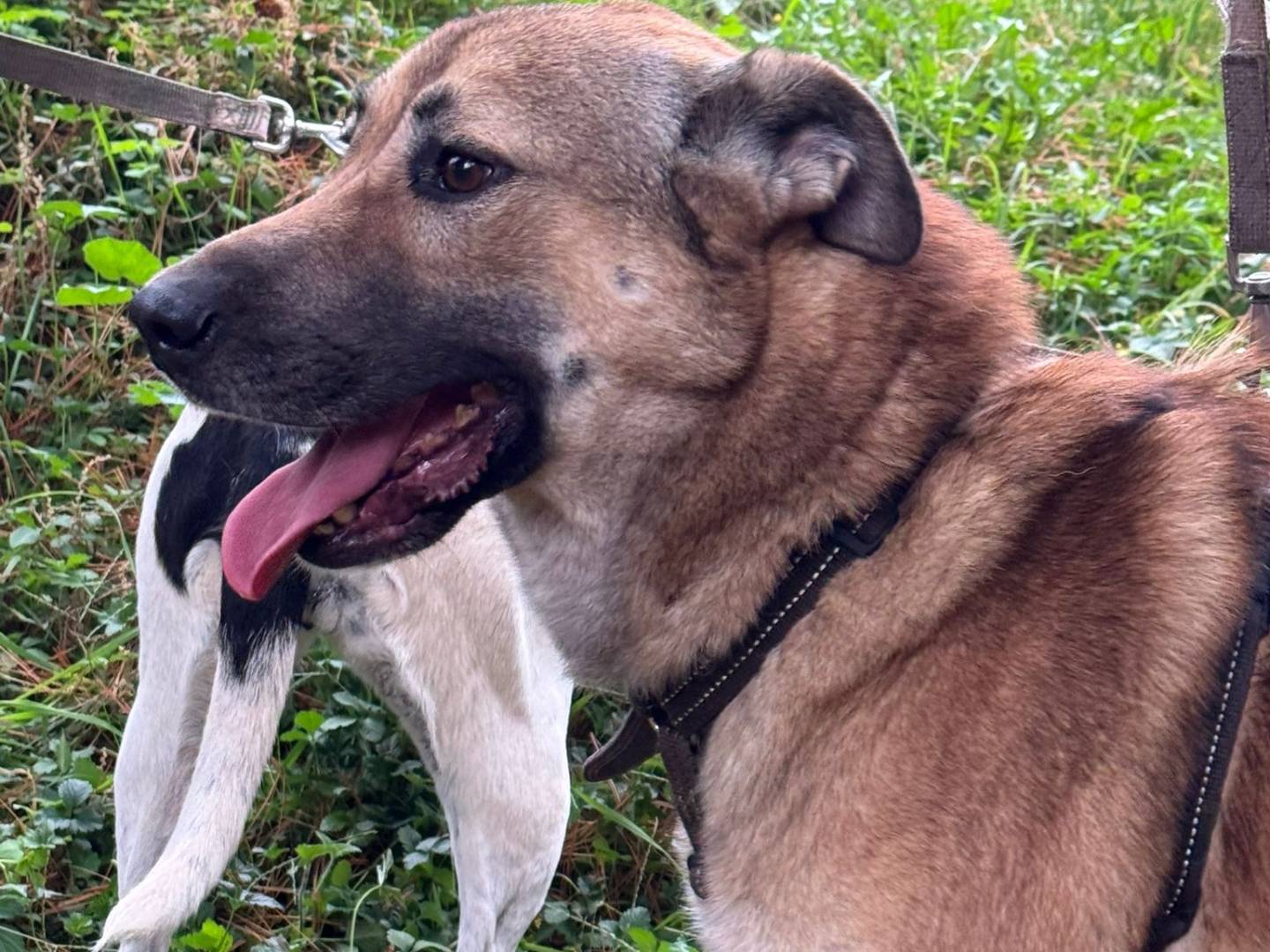 Adotta un cane, maschio, 4 anni e 3 mesi, Milano