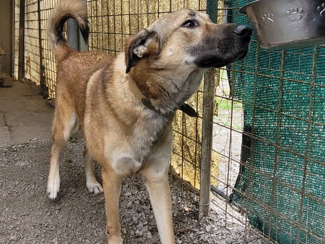 Adotta un cane, taglia media, maschio, Milano