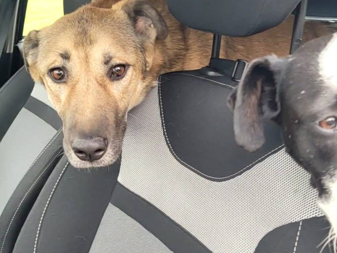 Vuoi adottare un cane a Milano?