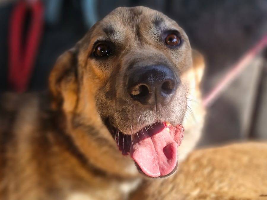 Adotta il cane WHISKY a Milano