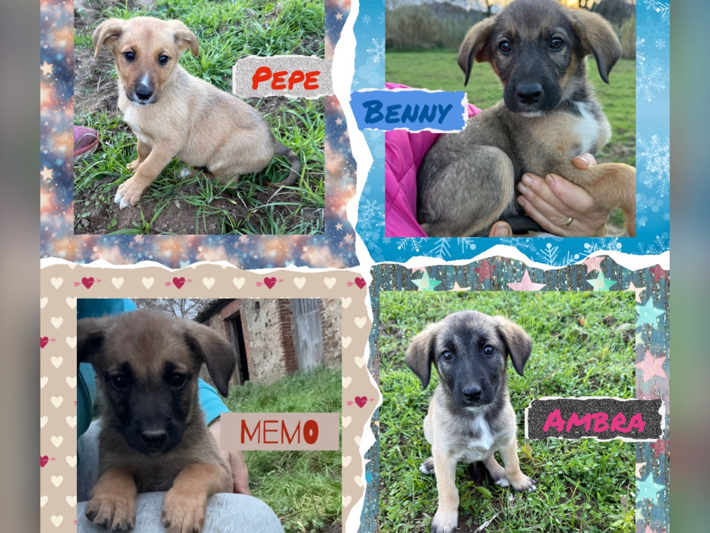 Adozione cane, maschio, Razza sconosciuta Razza sconosciuta, 3 mesi, taglia media contenuta, Catanzaro