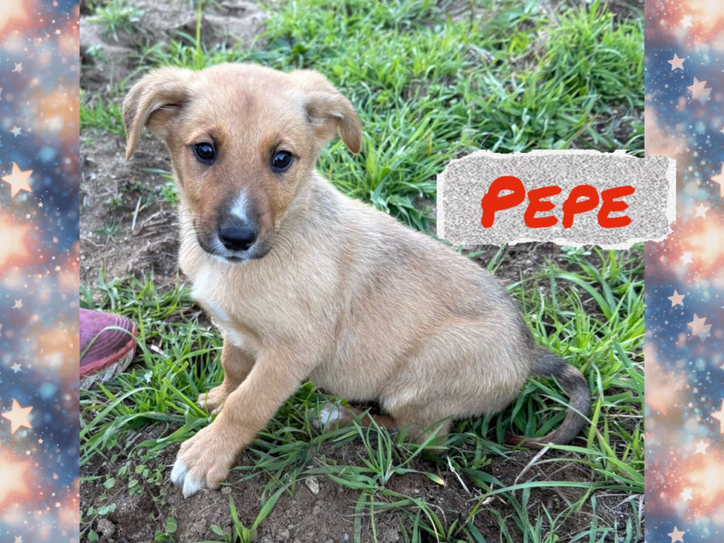 Adotta un cane, maschio, 3 mesi, Catanzaro