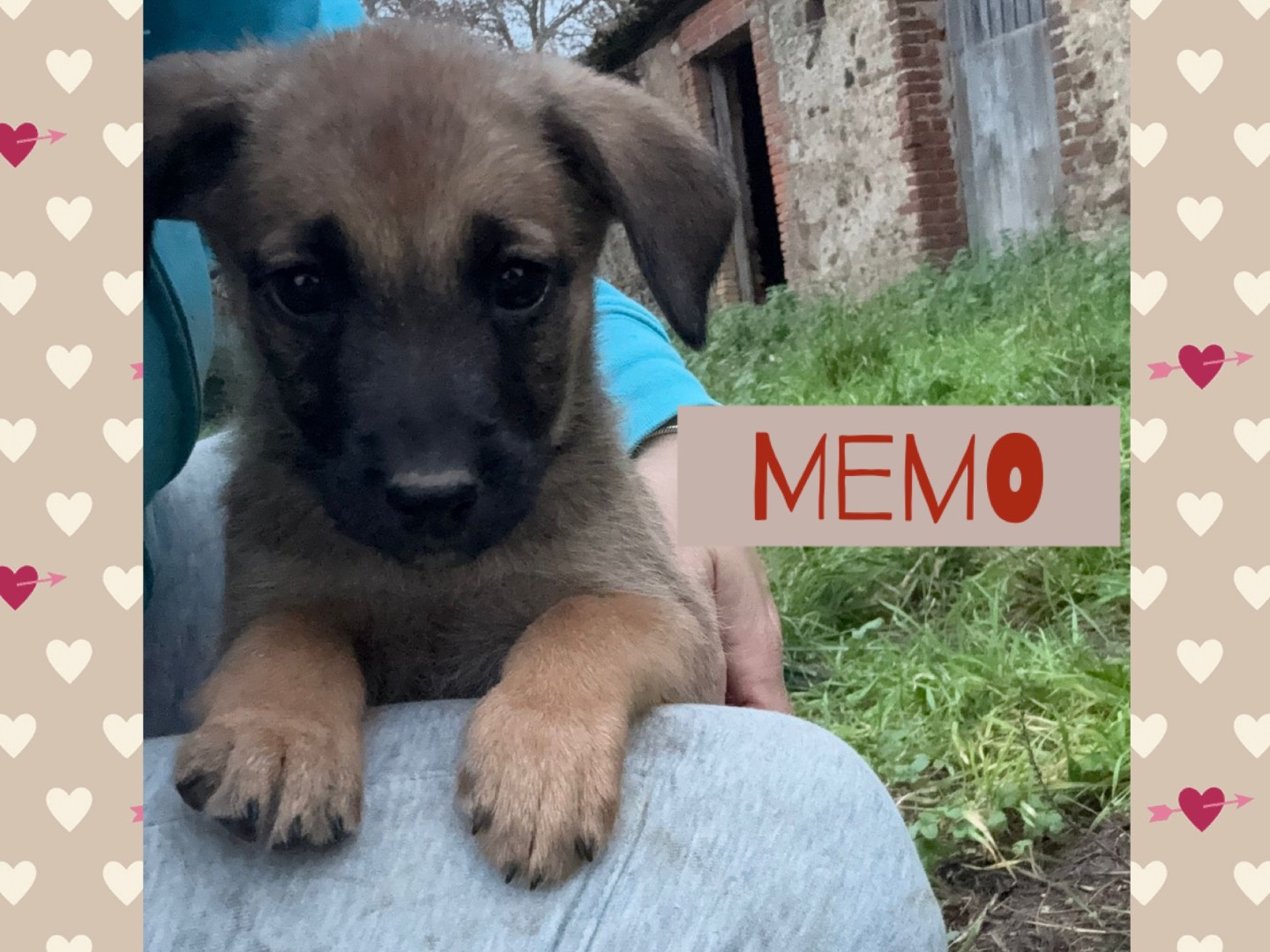 Adotta il cane Pepe Ambra Memo Benny a Catanzaro