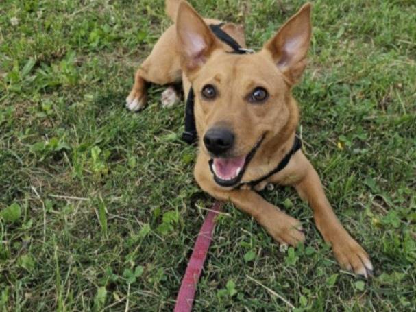 Adozione cane, femmina, Razza sconosciuta Razza sconosciuta, 5 anni e 1 mese, taglia piccola, Milano