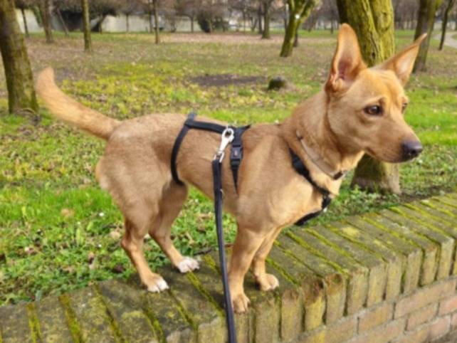 Adotta un cane, taglia piccola, femmina, Milano