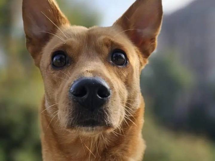 Adotta il cane Joy a Milano