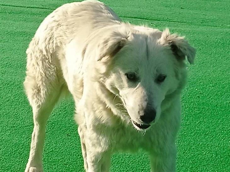 Vuoi adottare un cane a Cosenza?