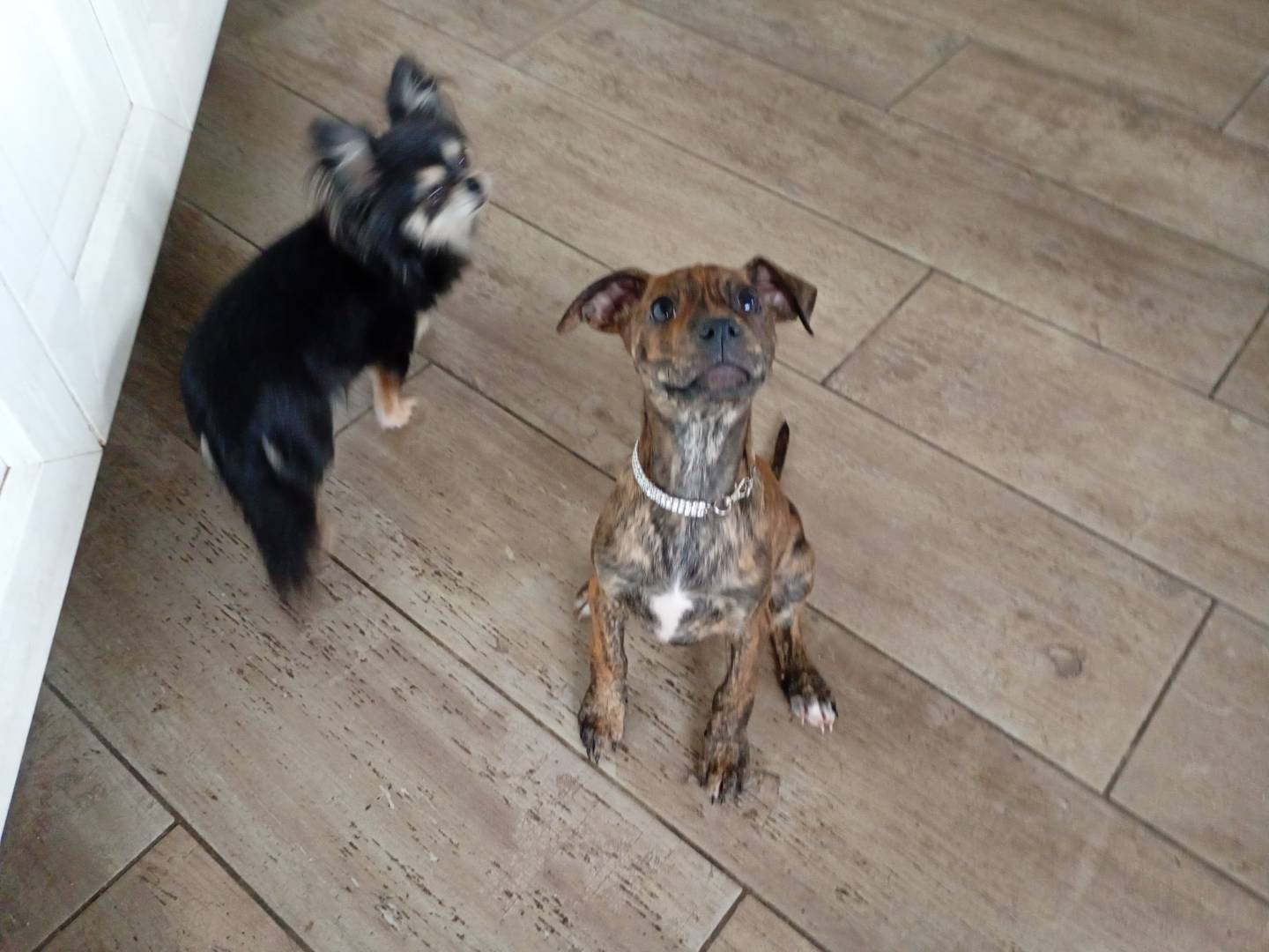 Adotta un cane, taglia piccola, femmina, Firenze