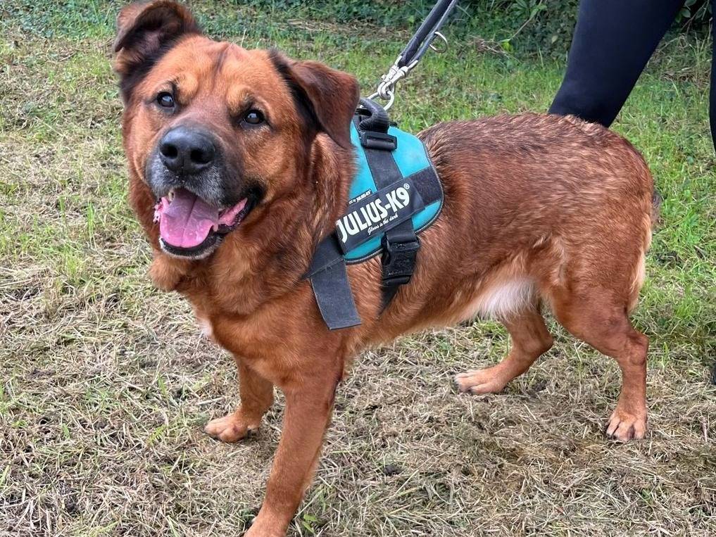 Adozione cane, maschio, Razza sconosciuta Razza sconosciuta, 8 anni e 8 mesi, taglia grande, Milano