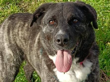 Vuoi adottare un cane a Caserta?