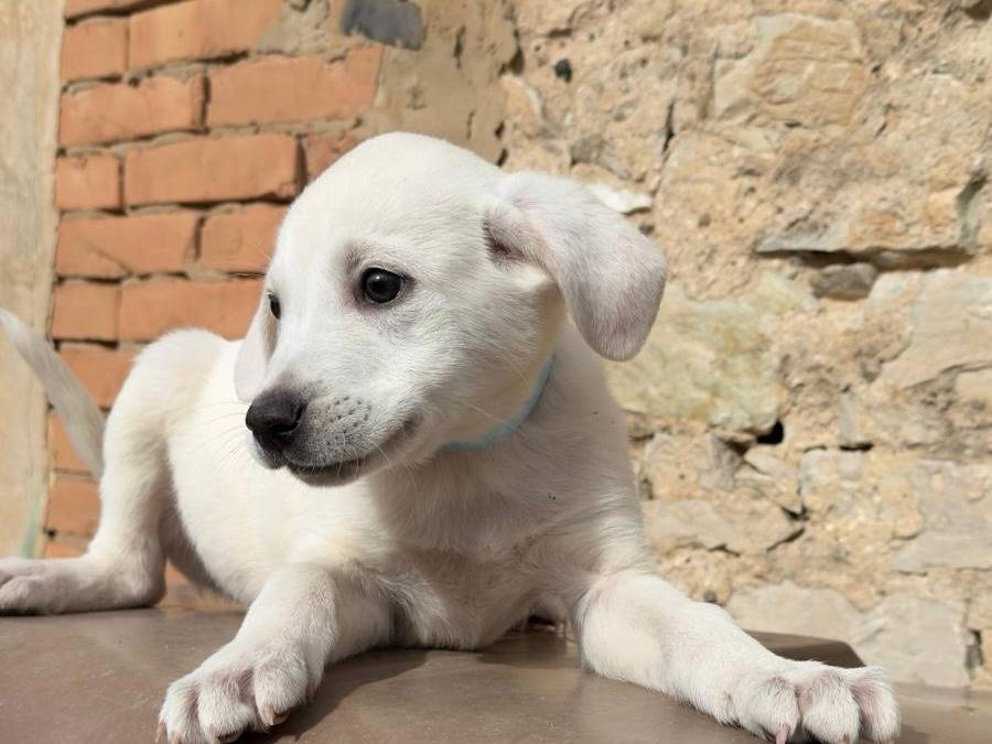 Adotta un cane, femmina, 3 mesi, Trapani