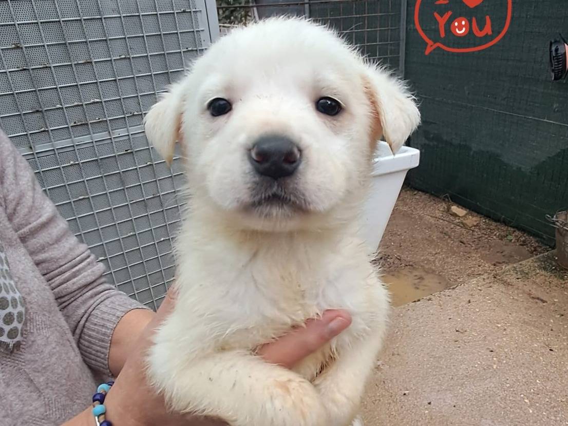 Adozione cane, maschio, Razza sconosciuta Razza sconosciuta, 3 mesi, taglia media, Cremona