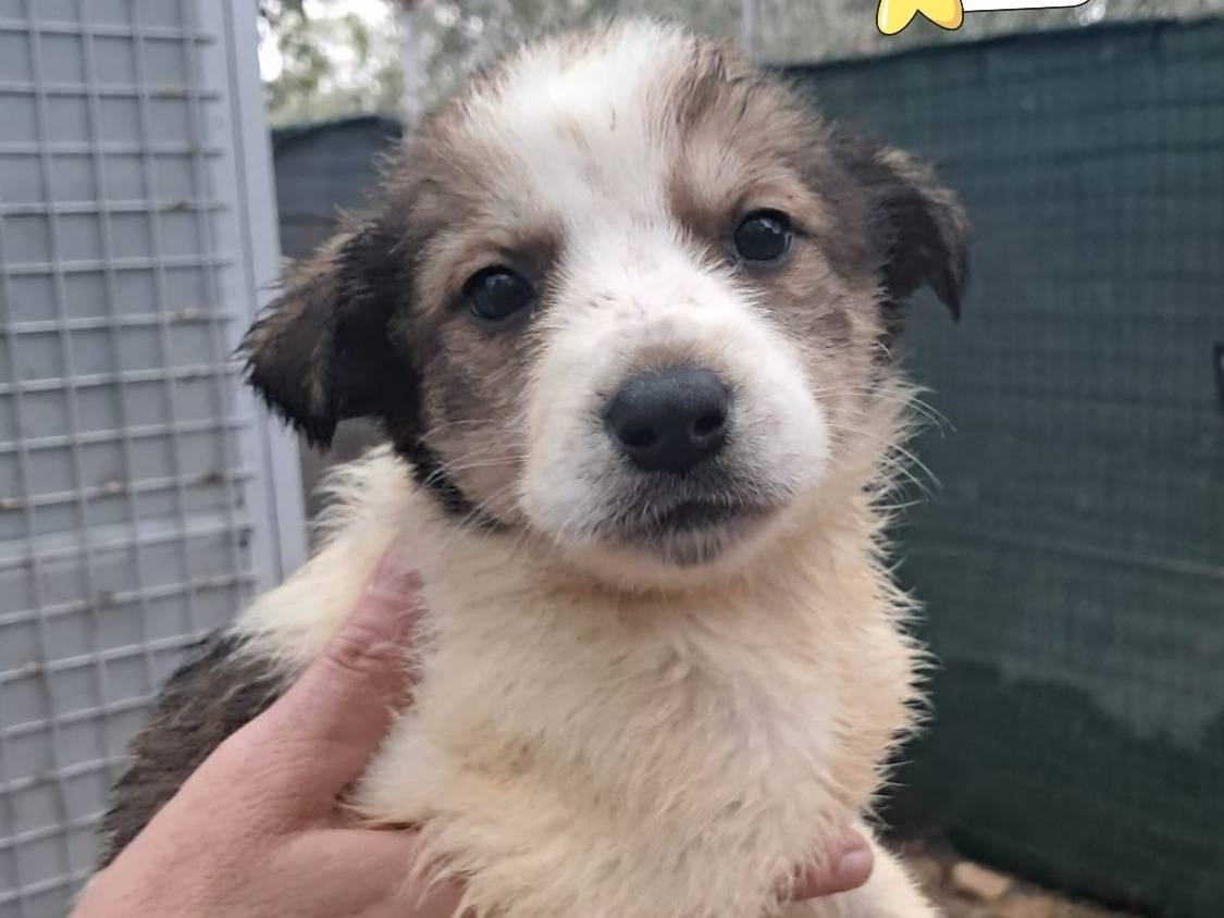 Adozione cane, femmina, Razza sconosciuta Razza sconosciuta, 3 mesi, taglia media, Rovigo