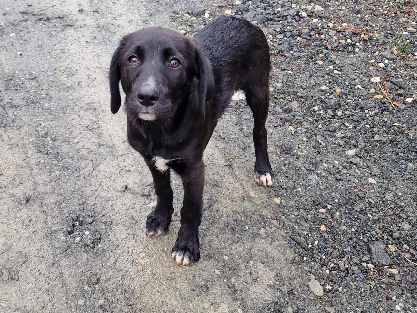 Vuoi adottare un cane a Livorno?