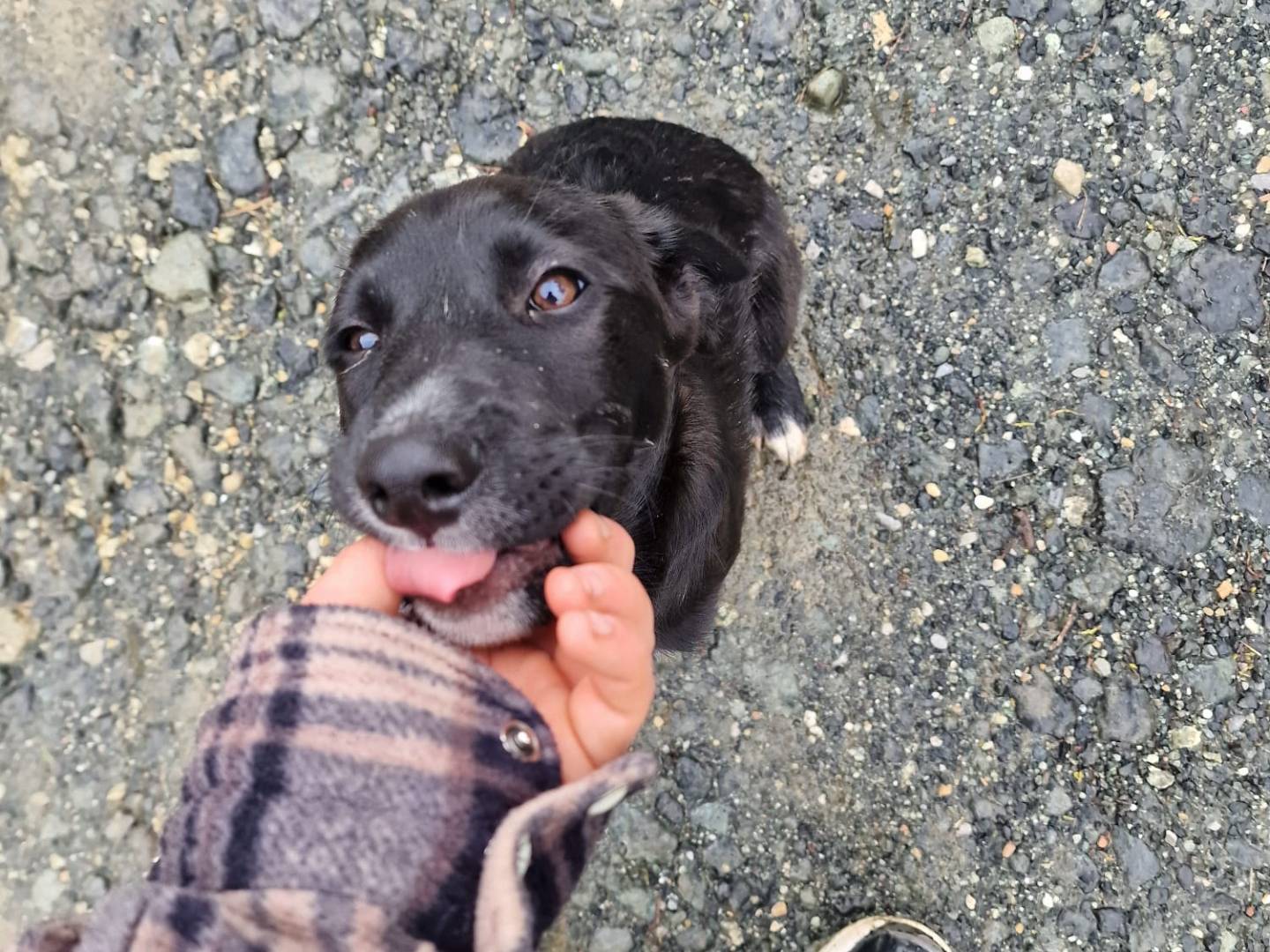 Adotta il cane SPIKE a Livorno