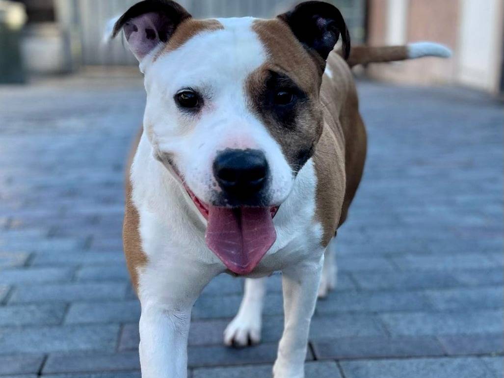 Adozione cane, femmina, Razza sconosciuta Razza sconosciuta, 7 anni e 10 mesi, taglia media, Milano