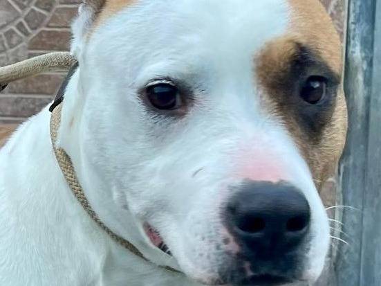 Adotta un cane, femmina, 7 anni e 10 mesi, Milano