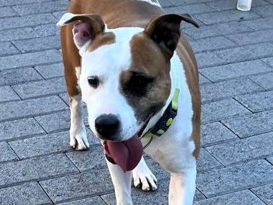 Adotta un cane, taglia media, femmina, Milano