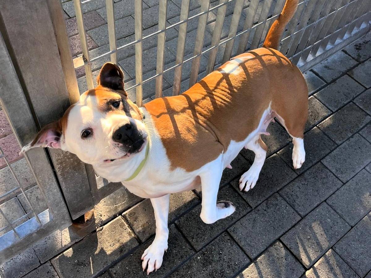 Adotta il cane Maya a Milano