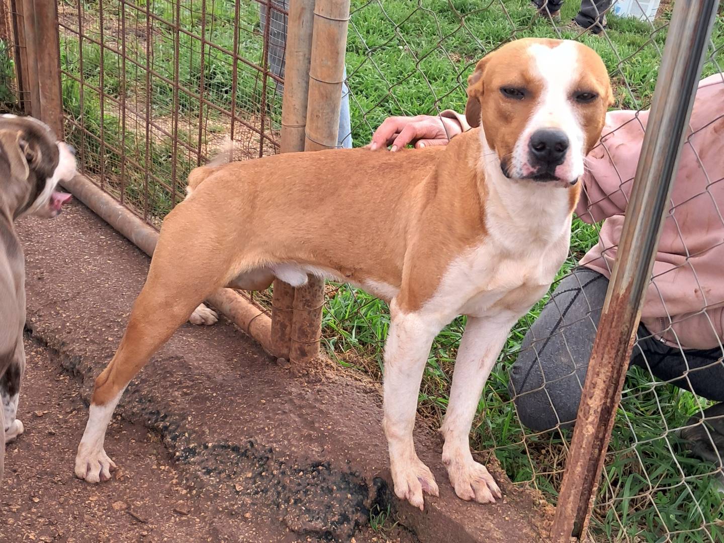 Adotta un cane, taglia media, maschio, Agrigento